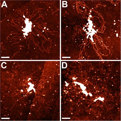 The Dynamics of Mycoplasma gallisepticum Nucleoid Structure at the Exponential and Stationary Growth Phases